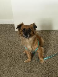 Found/Stray Male Dog last seen Northfield and Manistee, Oak Park, MI 48237