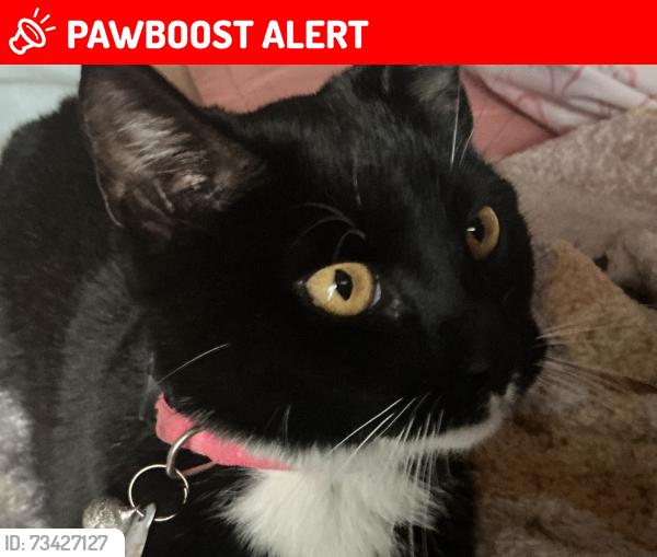 Lost Female Cat last seen Northwood Rd, Whatcom County, WA 98264