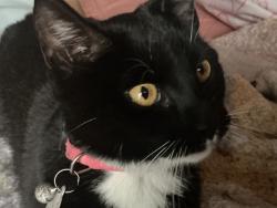 Lost Female Cat last seen Northwood Rd, Whatcom County, WA 98264
