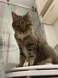 Found/Stray Female Cat last seen Pendelton dr & chiswick circle, Littleton, CO 80126