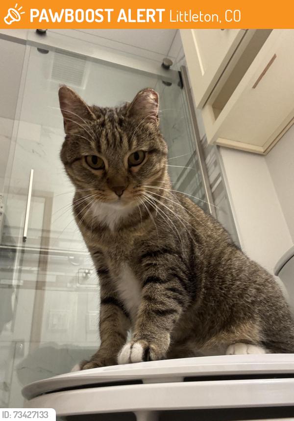 Found/Stray Female Cat last seen Pendelton dr & chiswick circle, Littleton, CO 80126
