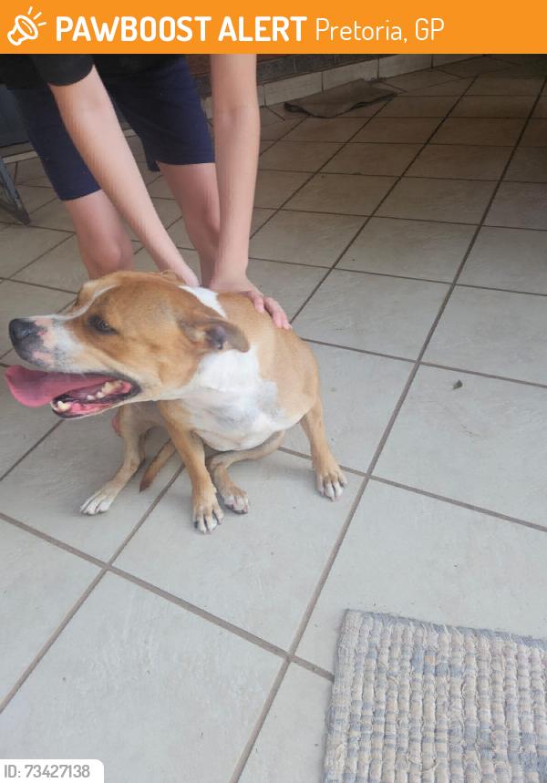 Found/Stray Female Dog last seen Wonderboom laerschool, Pretoria, GP 0182