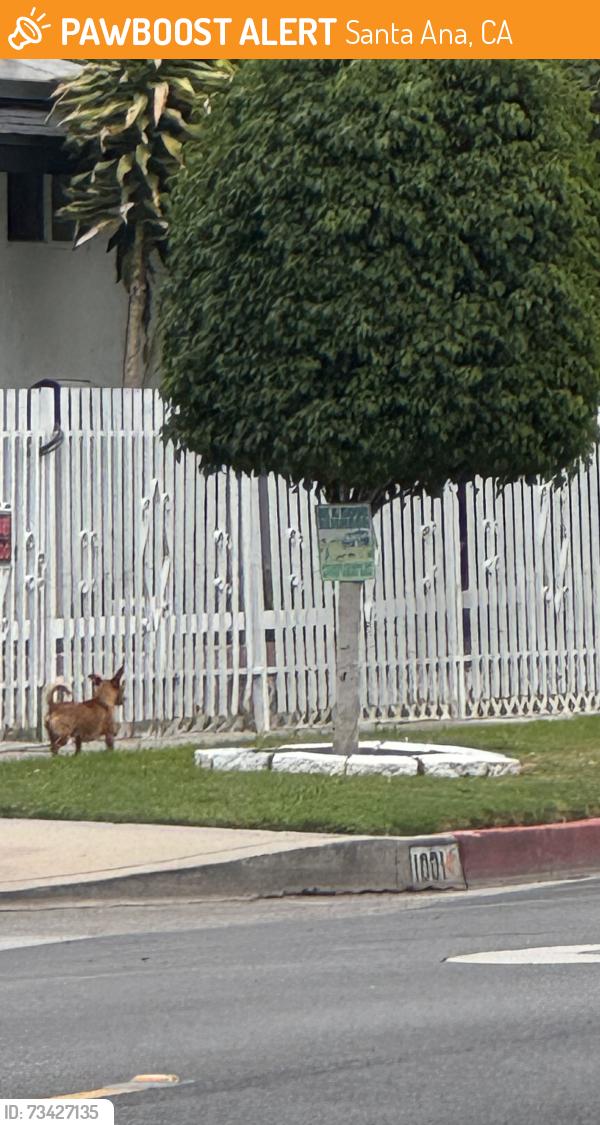 Found/Stray Unknown Dog last seen Saint Gertrude and ceder, Santa Ana, CA 92705