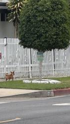 Found/Stray Unknown Dog last seen Saint Gertrude and ceder, Santa Ana, CA 92705