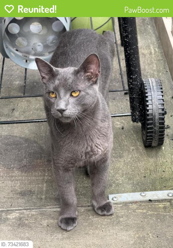 Reunited Male Cat last seen Near Villas Dr, New Castle, DE 19720, USA, New Castle, DE 19720