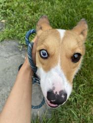 Lost Female Dog last seen Lansing and Maple Ave, Troy, NY 12180