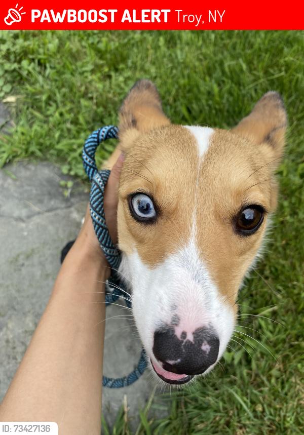 Lost Female Dog last seen Lansing and Maple Ave, Troy, NY 12180