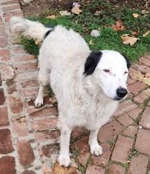 Lost Female Dog last seen 4th Avenue & 10 freeway, Los Angeles, CA 90018