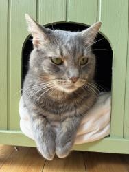 Lost Male Cat last seen Cedar St & Ann St, Philadelphia, PA 19134