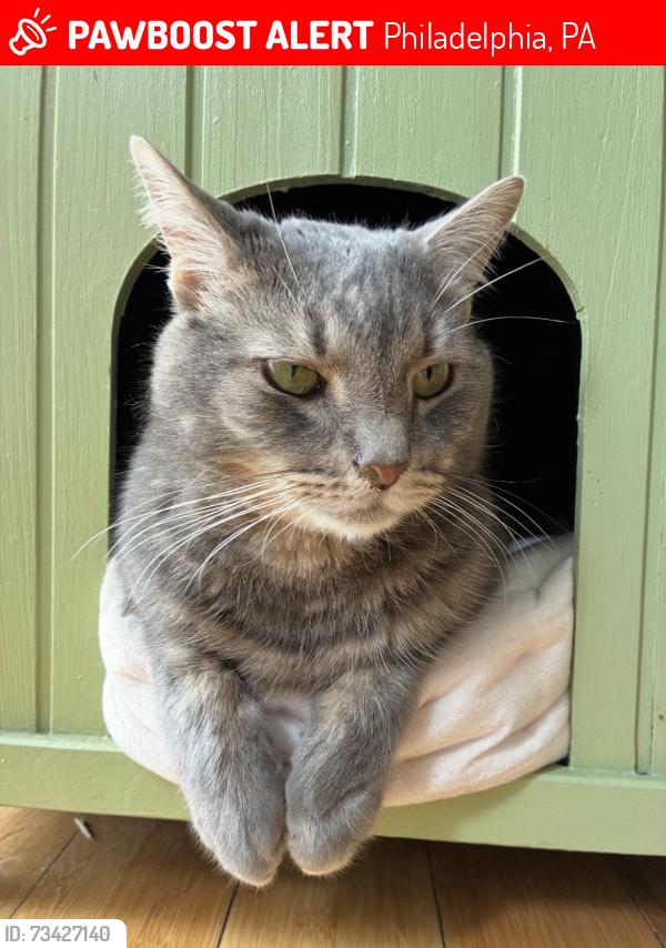Lost Male Cat last seen Cedar St & Ann St, Philadelphia, PA 19134