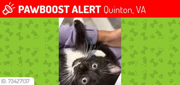 Lost Male Cat last seen Virginia 23141, Quinton, VA 23141
