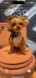 Lost Female Dog last seen Near st Astoria blvd, Queens, NY 11102