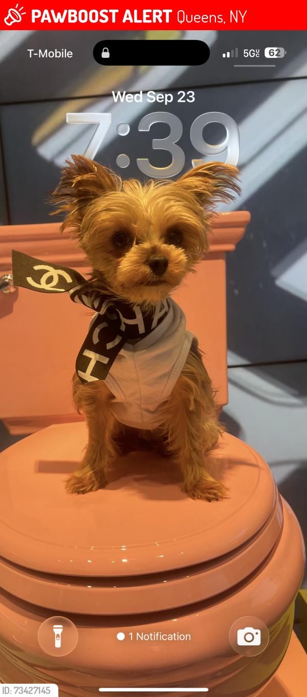 Lost Female Dog last seen Near st Astoria blvd, Queens, NY 11102