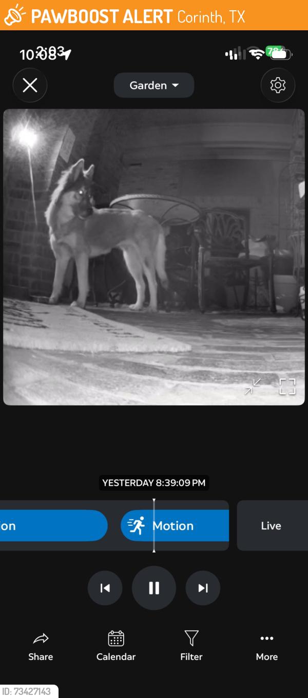 Found/Stray Unknown Dog last seen Post Oak, Corinth, TX 76210