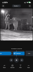Found/Stray Unknown Dog last seen Post Oak, Corinth, TX 76210
