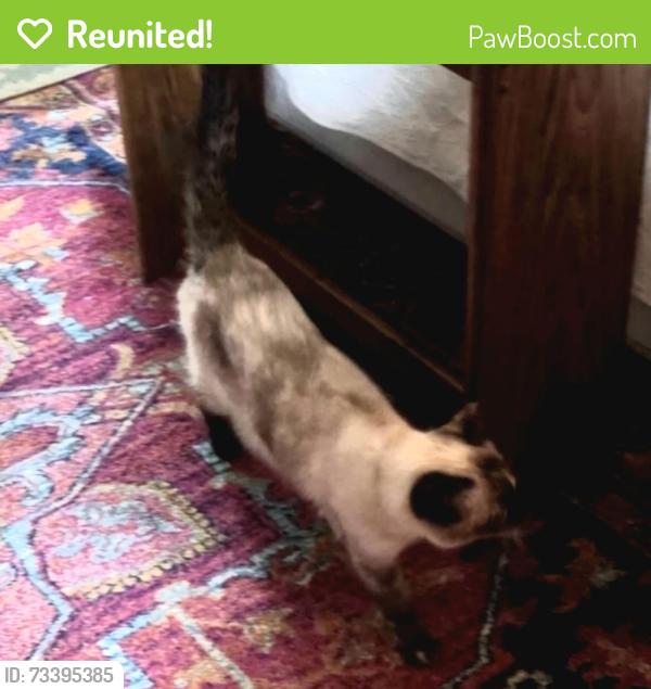 Reunited Female Cat last seen Near National St and IL 59, West Chicago, IL 60185