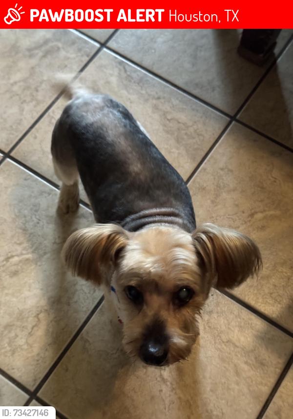 Lost Male Dog last seen Ella & Mosher in Heather Glen Subdivision i, Houston, TX 77088
