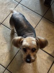 Lost Male Dog last seen Ella & Mosher in Heather Glen Subdivision i, Houston, TX 77088