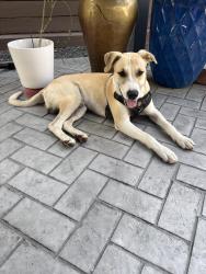 Found/Stray Male Dog last seen Moody and Robertson, Houston, TX 77009