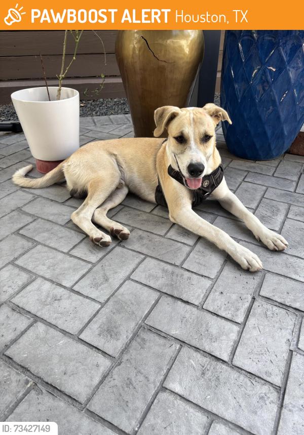 Found/Stray Male Dog last seen Moody and Robertson, Houston, TX 77009