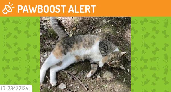 Found/Stray Unknown Cat last seen not far from Truce Road and Clearfield intersection, Providence Township, PA 17560