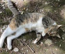 Found/Stray Unknown Cat last seen not far from Truce Road and Clearfield intersection, Providence Township, PA 17560