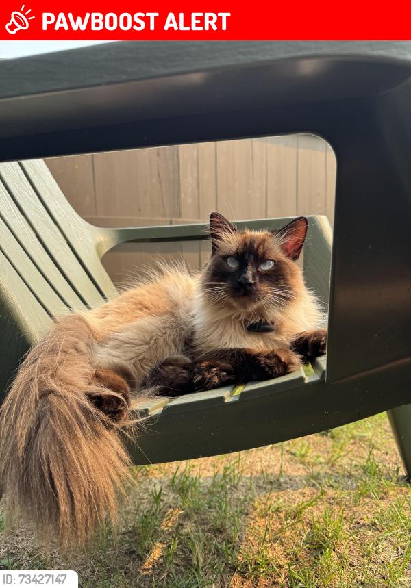 Lost Male Cat last seen Patriot way and Penn Place, Spruce Grove, AB T7X 0A7