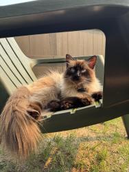 Lost Male Cat last seen Patriot way and Penn Place, Spruce Grove, AB T7X 0A7