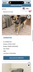 Found/Stray Male Dog last seen Albertsons, Palmdale, CA 93551