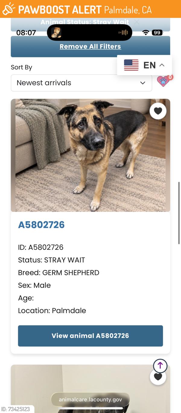 Found/Stray Male Dog last seen Albertsons, Palmdale, CA 93551