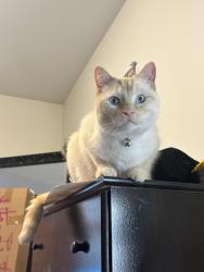 Lost Male Cat last seen 11th and mt. Vernon, Philadelphia, PA 19123