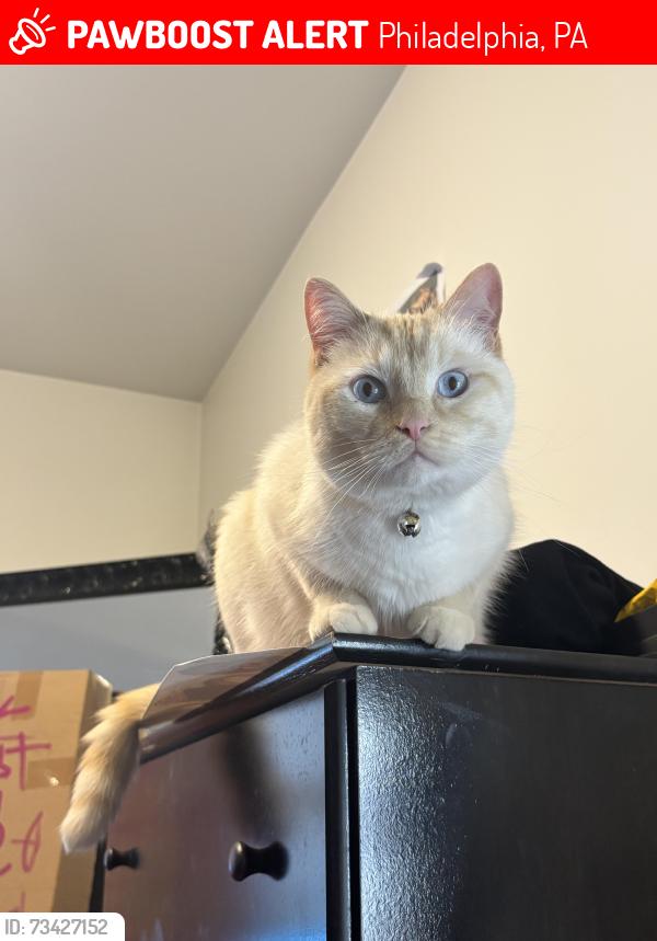 Lost Male Cat last seen 11th and mt. Vernon, Philadelphia, PA 19123