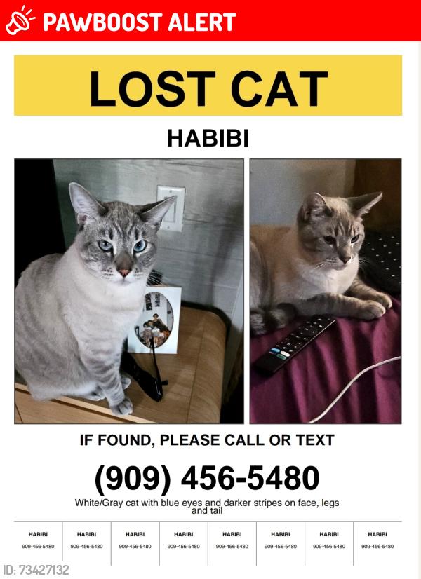 Lost Male Cat last seen Terra Vista apmts, Rancho Cucamonga, CA 91730
