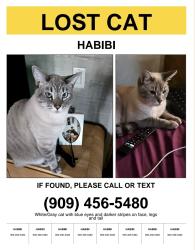 Lost Male Cat last seen Terra Vista apmts, Rancho Cucamonga, CA 91730