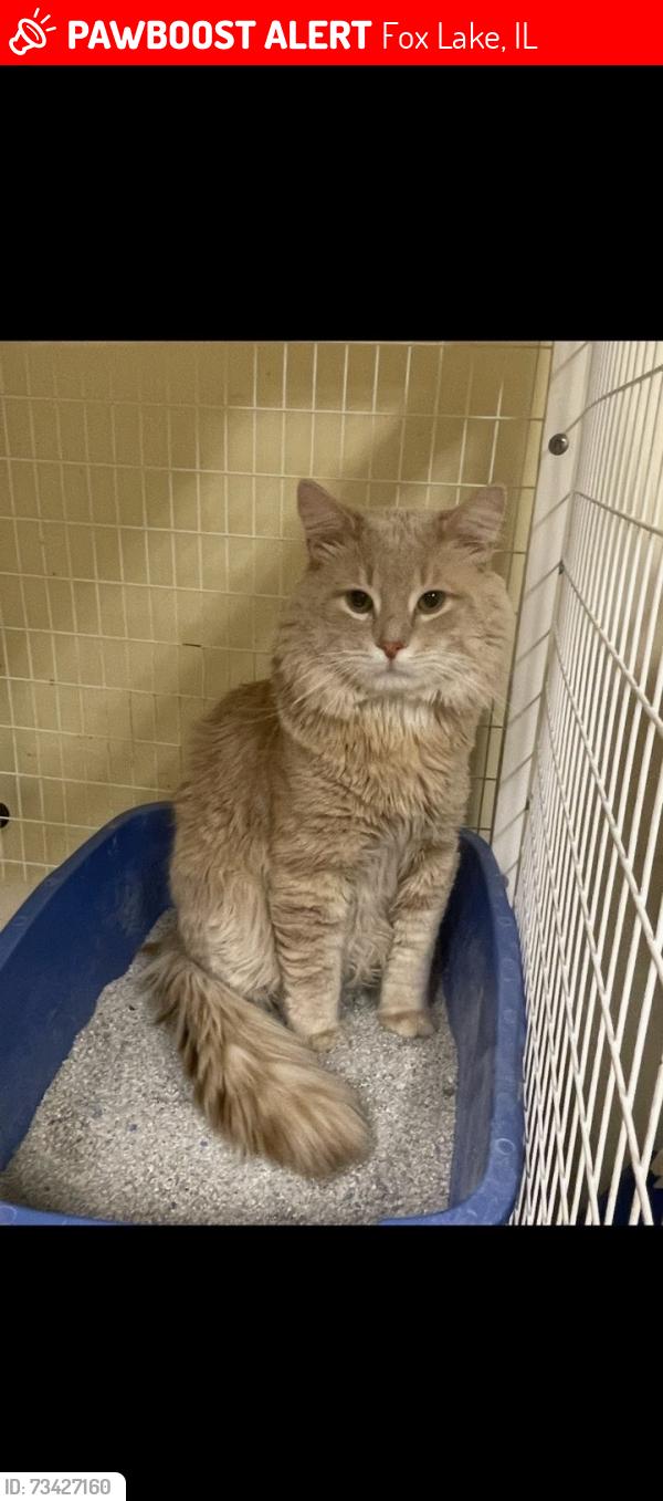 Lost Male Cat last seen Fox Lake, Fox Lake, IL 60020