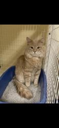 Lost Male Cat last seen Fox Lake, Fox Lake, IL 60020