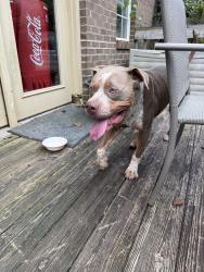 Found/Stray Male Dog last seen Grace Chapel rd, Alexander County, NC 28630