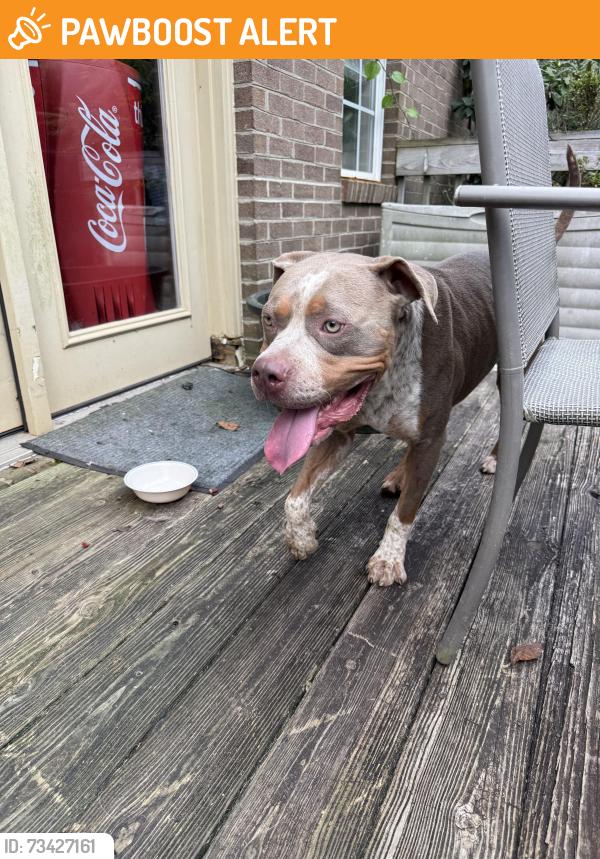 Found/Stray Male Dog last seen Grace Chapel rd, Alexander County, NC 28630