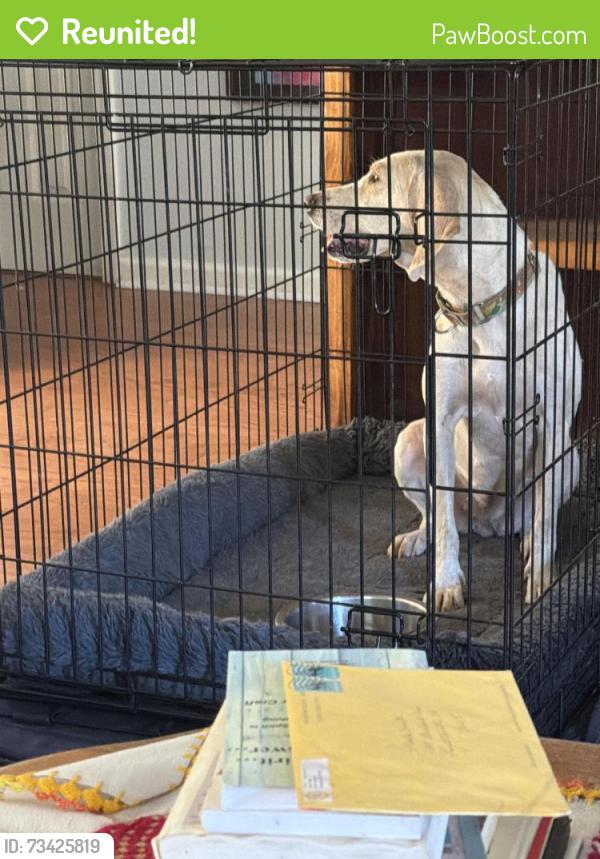 Reunited Female Dog last seen Oakview Trace and Ficus Ln, Fayetteville, GA 30215
