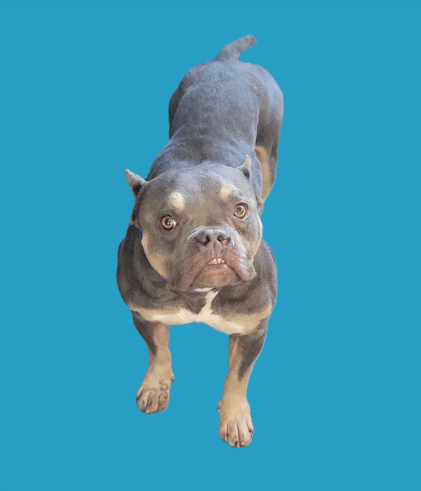 Shelter Stray Male Dog last seen , 14409 Vanowen St, Van Nuys, CA 91405, USA