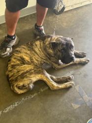 Shelter Stray Male Dog last seen , 1850 W 60th St, Los Angeles, CA 90047, USA