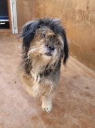 Shelter Stray Male Dog last seen , 14409 Vanowen St, Van Nuys, CA 91405, USA