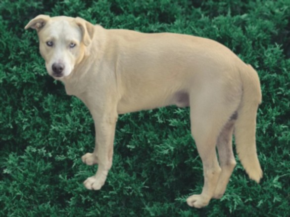 Shelter Stray Male Dog last seen , 14409 Vanowen St, Van Nuys, CA 91405, USA