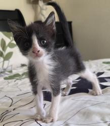 Found/Stray Female Cat last seen Lomitas and Worman, Avocado Heights, CA 91746