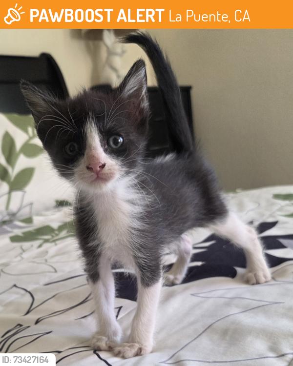 Found/Stray Female Cat last seen Lomitas and Worman, Avocado Heights, CA 91746