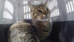 Shelter Stray Male Cat last seen CHARLOTTE, 8315 Byrum Dr, Charlotte, NC 28217, USA