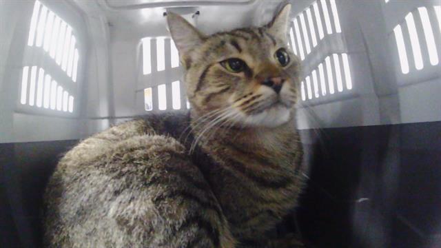 Shelter Stray Male Cat last seen CHARLOTTE, 8315 Byrum Dr, Charlotte, NC 28217, USA
