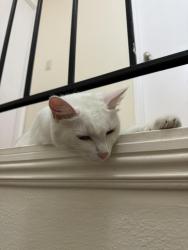 Reunited Male Cat last seen Near Caminito Mindy, San Diego, CA 92105