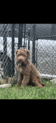Found/Stray Male Dog last seen State and Nelson, Indianapolis, IN 46203