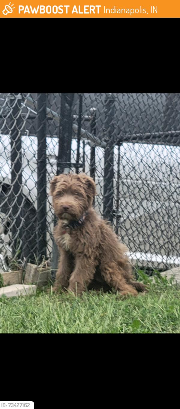 Found/Stray Male Dog last seen State and Nelson, Indianapolis, IN 46203